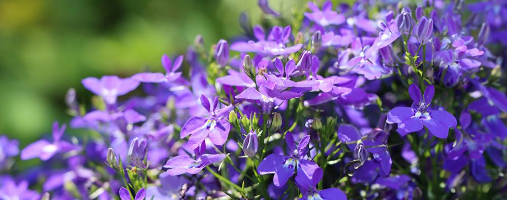 weibulls-fröer-lobelia