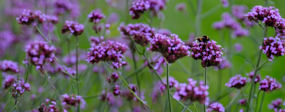 weibulls-fröer-verbena