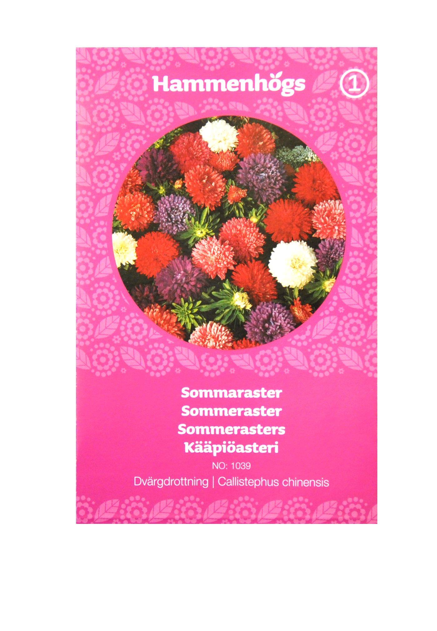 Aster, sommaraster