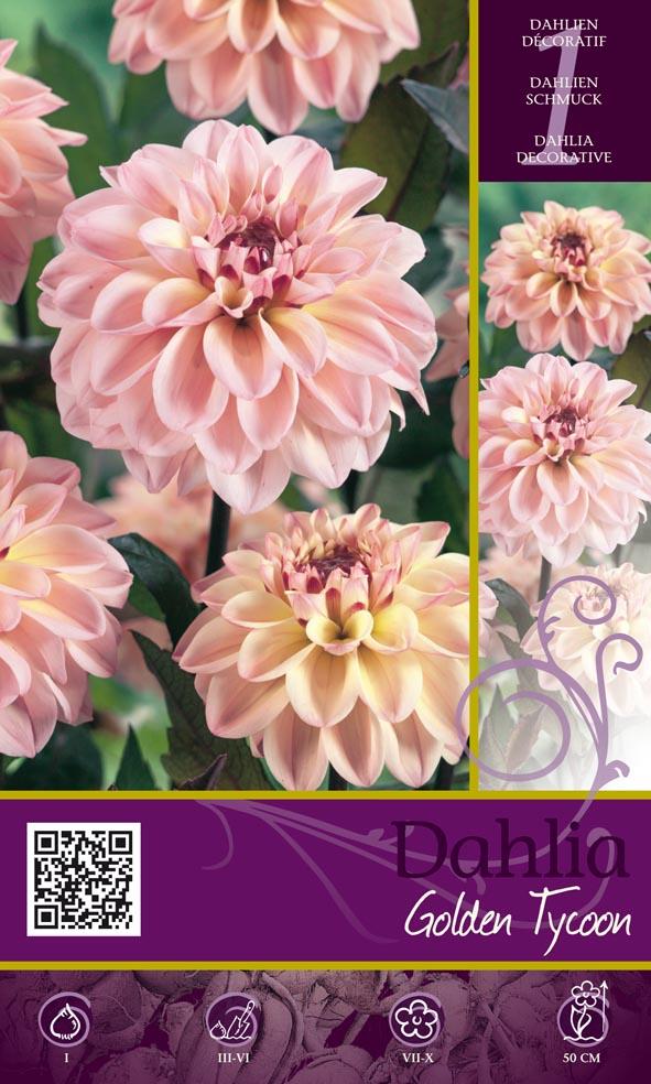 Dahlia-dec. Golden Tycoon 12st/krt