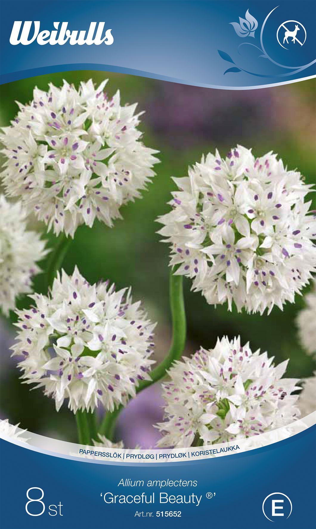 Weibulls Allium Graceful Beauty 6+ 15 kfp/krt