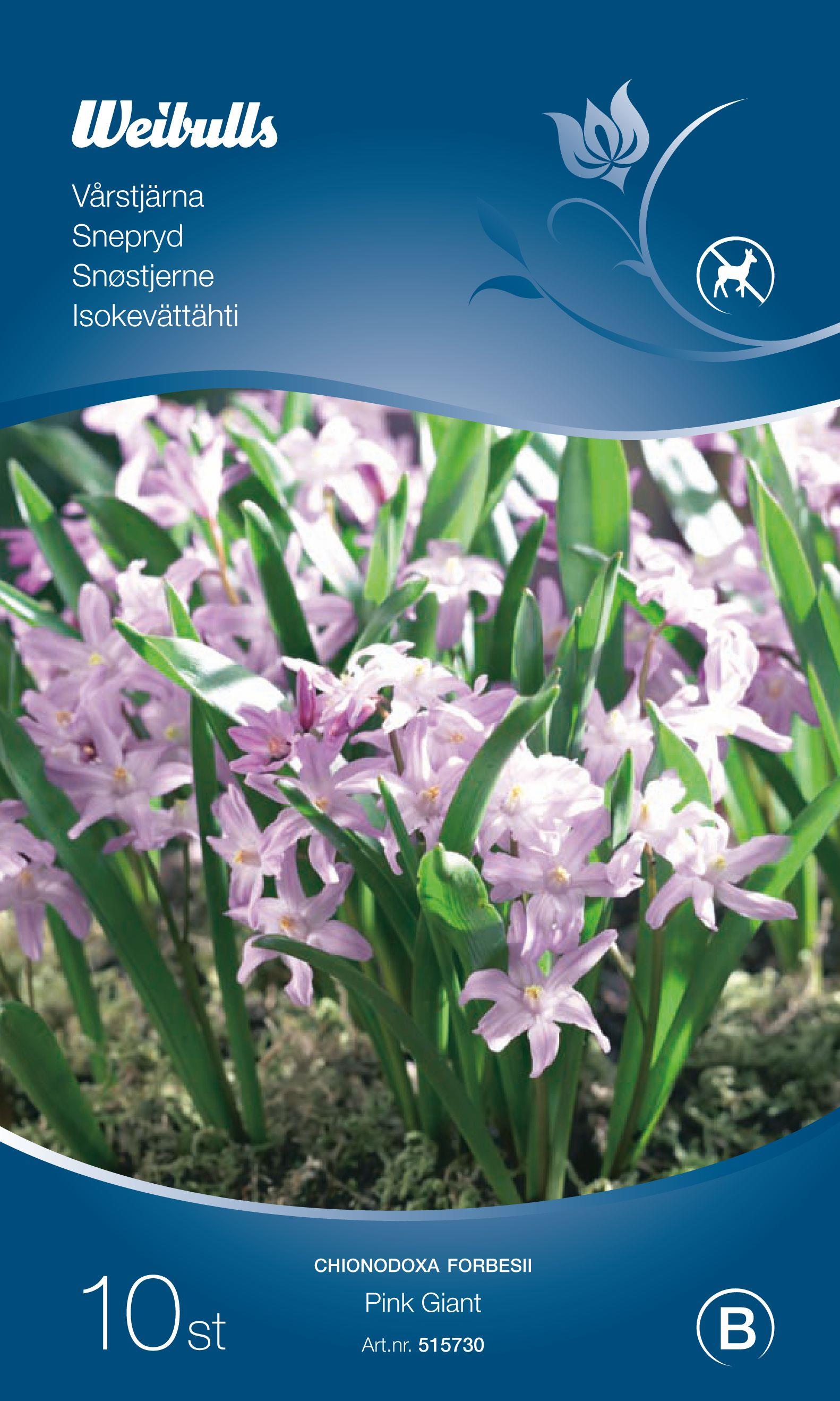 Weibulls Chionodoxa pink giant 5/6 Vårstjärna, rosa/vit