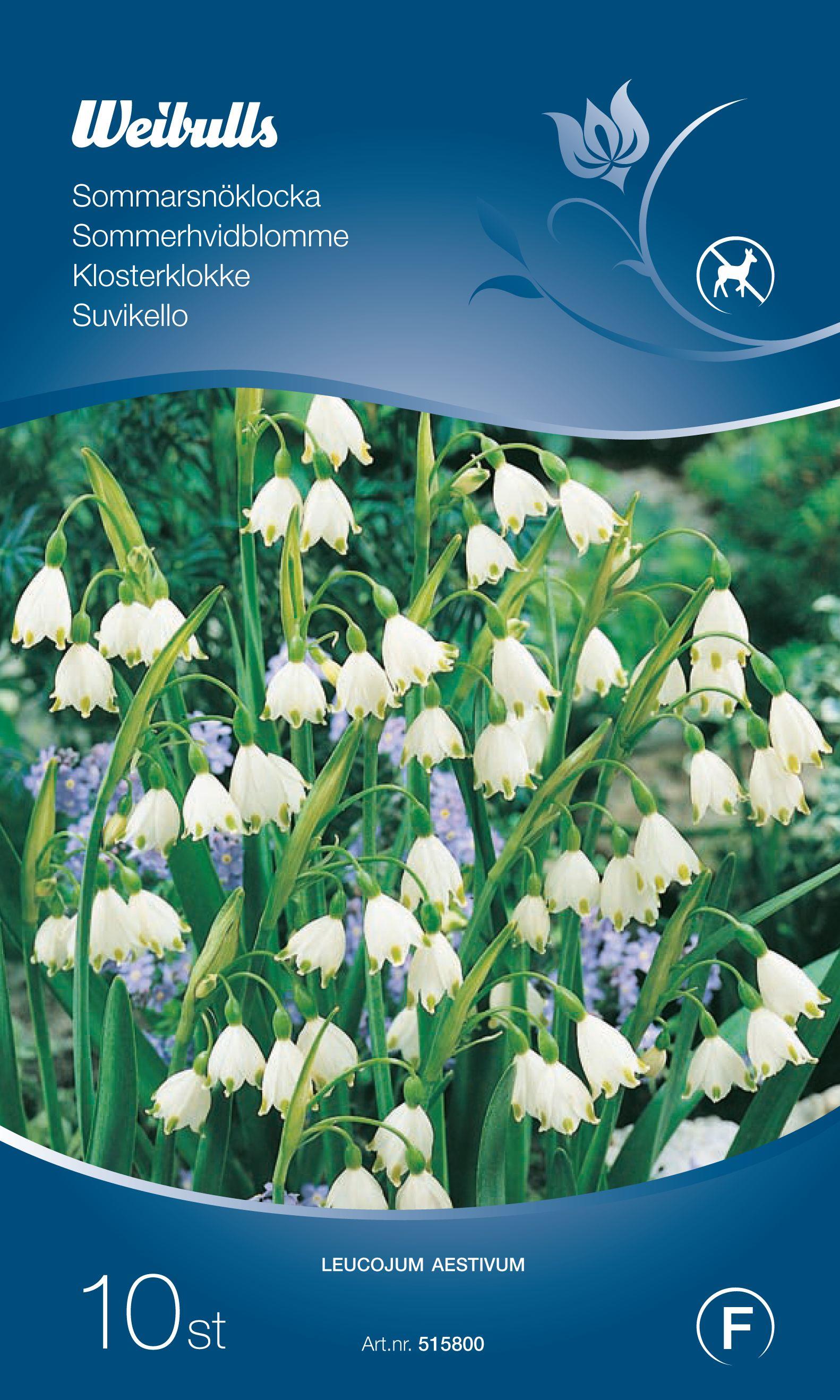 Weibulls Leucojum aestivum 10/+ Sommarsnöklocka, vit