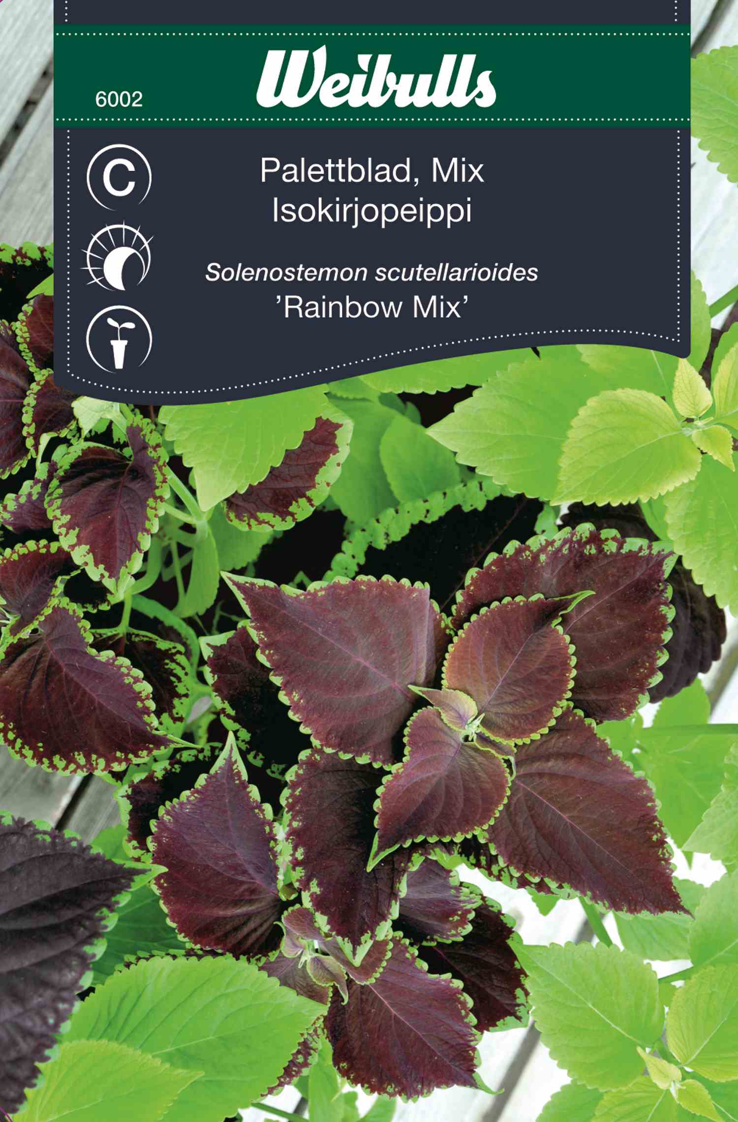 Weibulls Palettblad 'Rainbow mix'