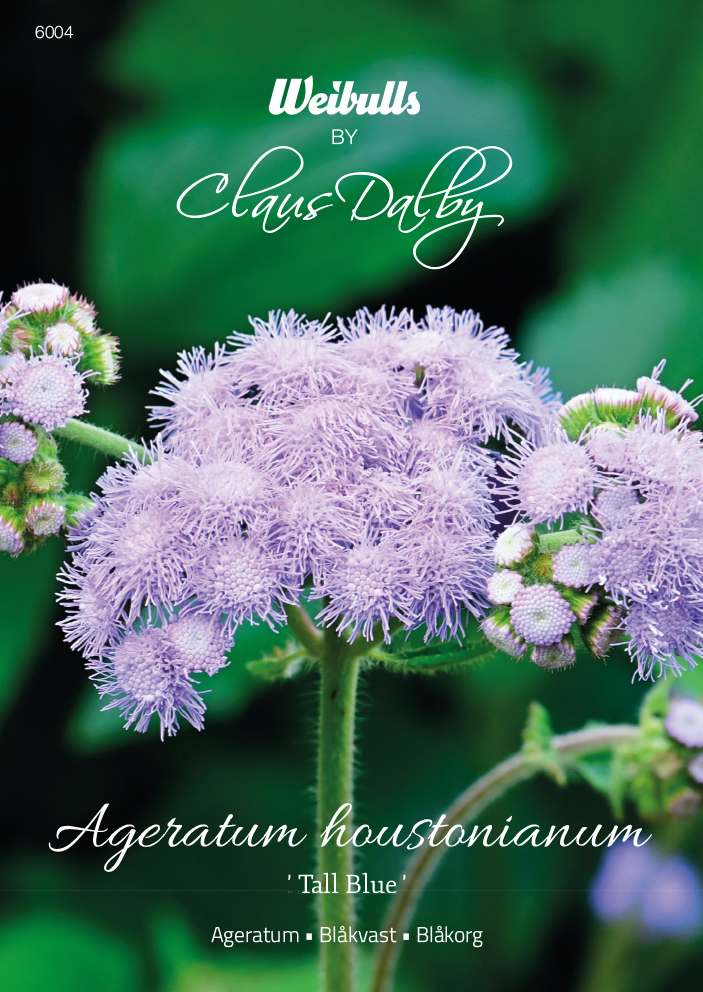 Weibulls Ageratum 'Tall Blue'