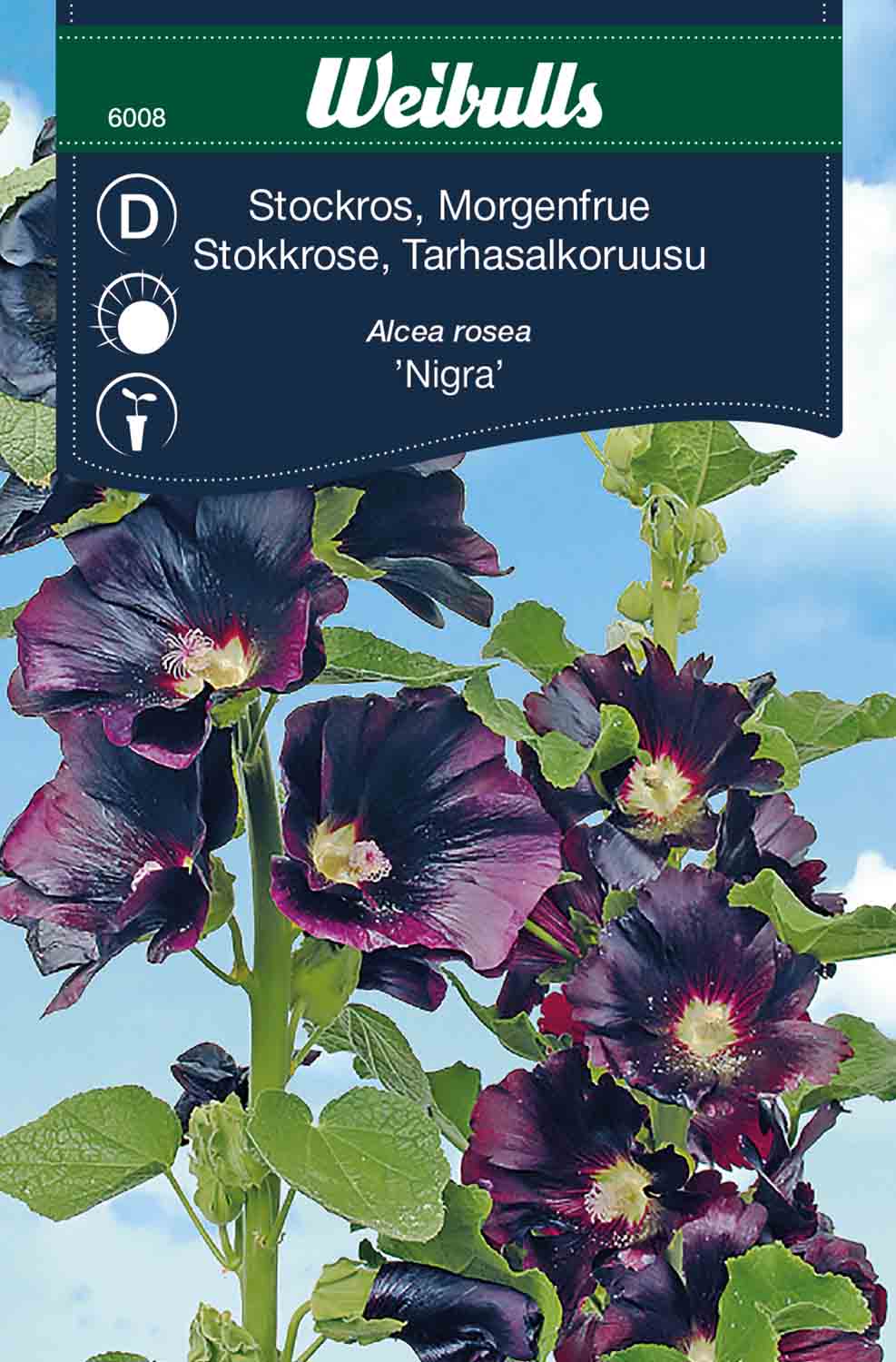Weibulls Stockros 'Nigra'