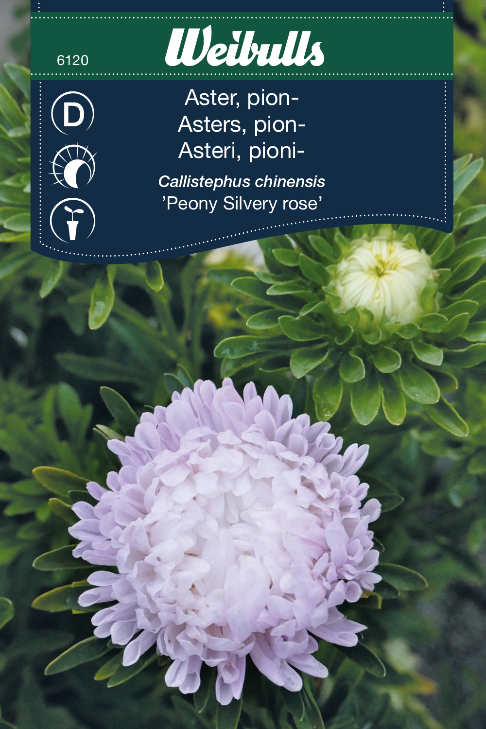 Weibulls Aster 'Silvery Rose'