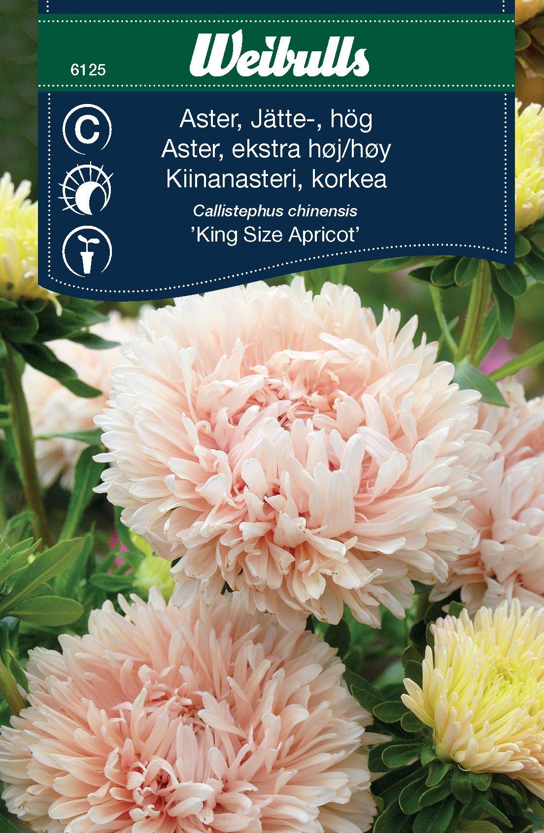 Weibulls Aster storblom aprikos King size apricot