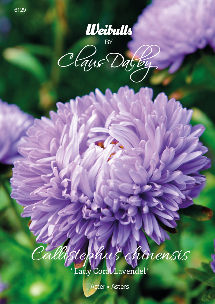 Weibulls Aster 'Lady Coral Lavender'