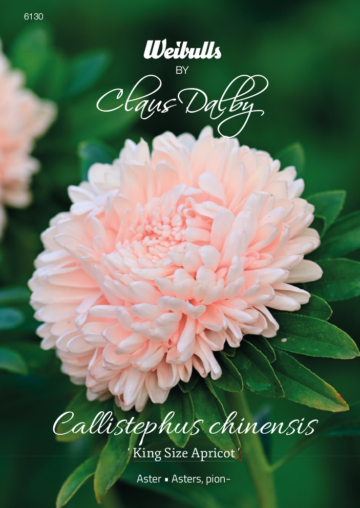Weibulls Aster 'King Size Apricot'