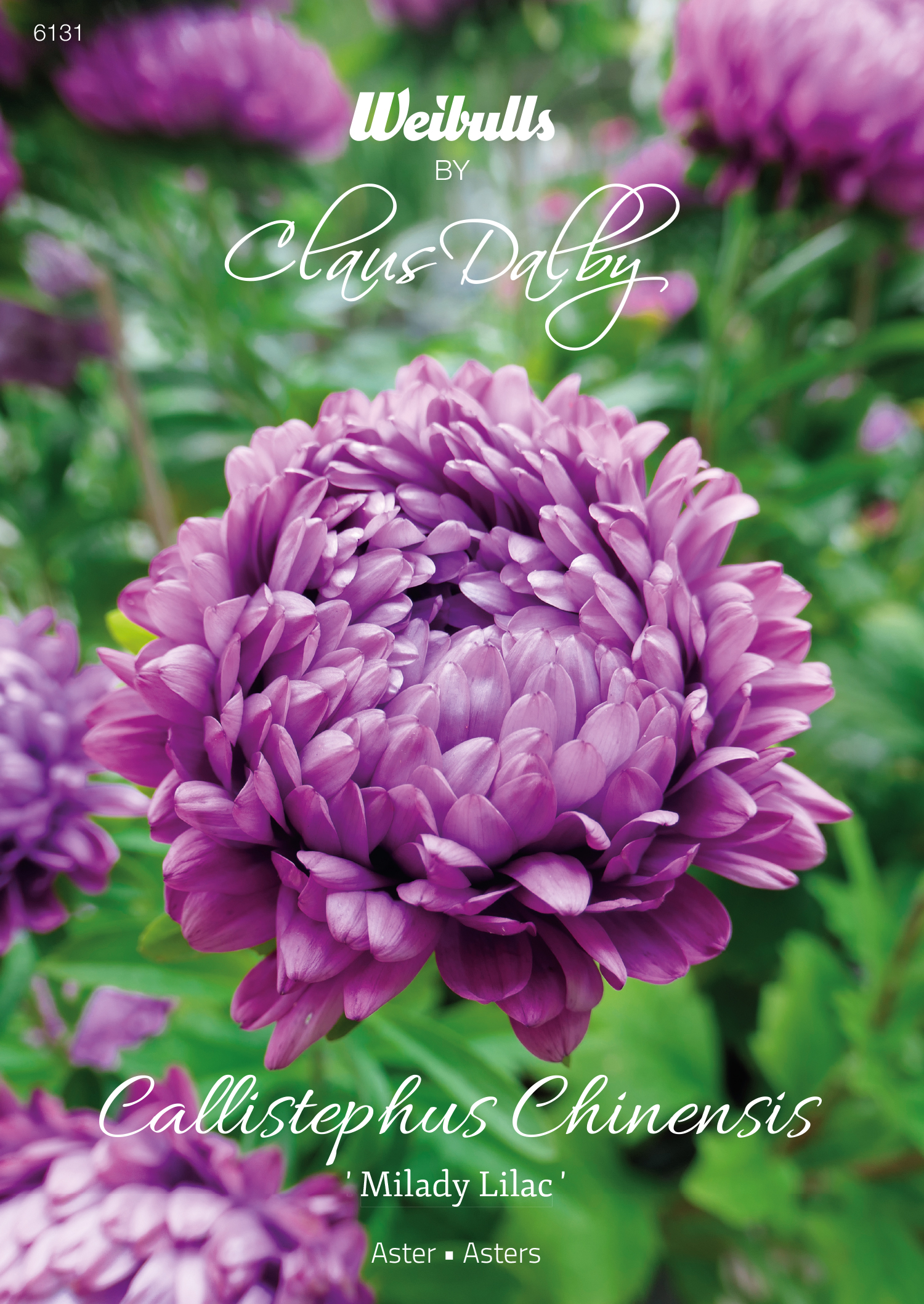 Weibulls Aster 'Milady lilac'
