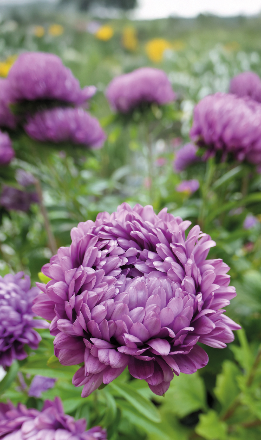 Weibulls Aster 'Milady lilac'