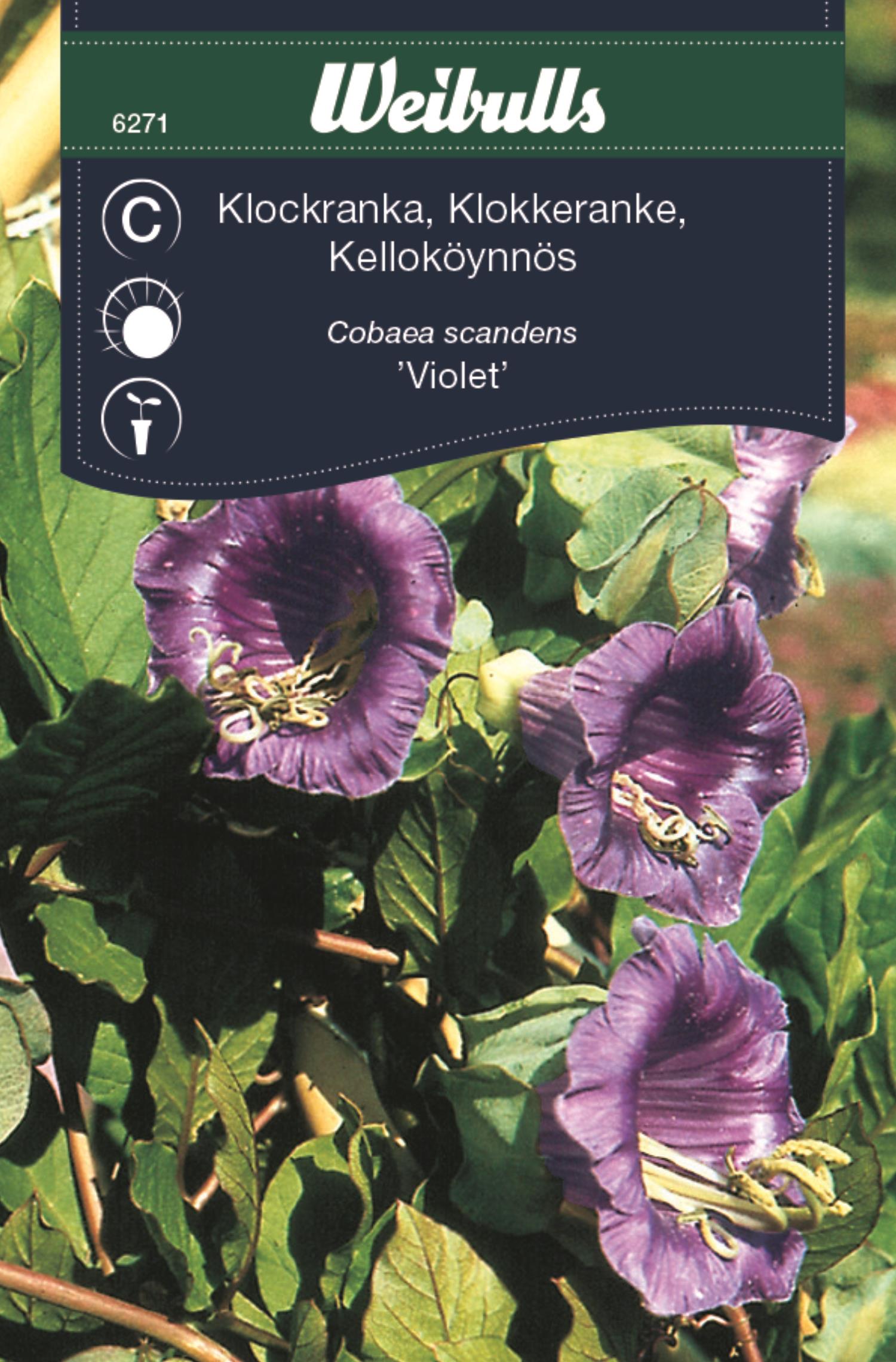 Weibulls Klockranka, 'Violet' lila