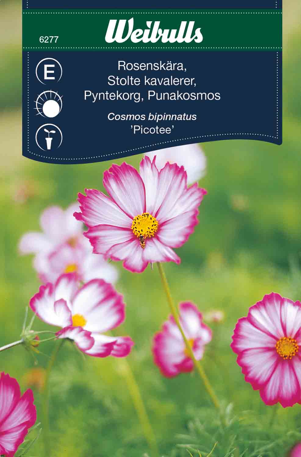 Weibulls Rosenskära 'Picotee'
