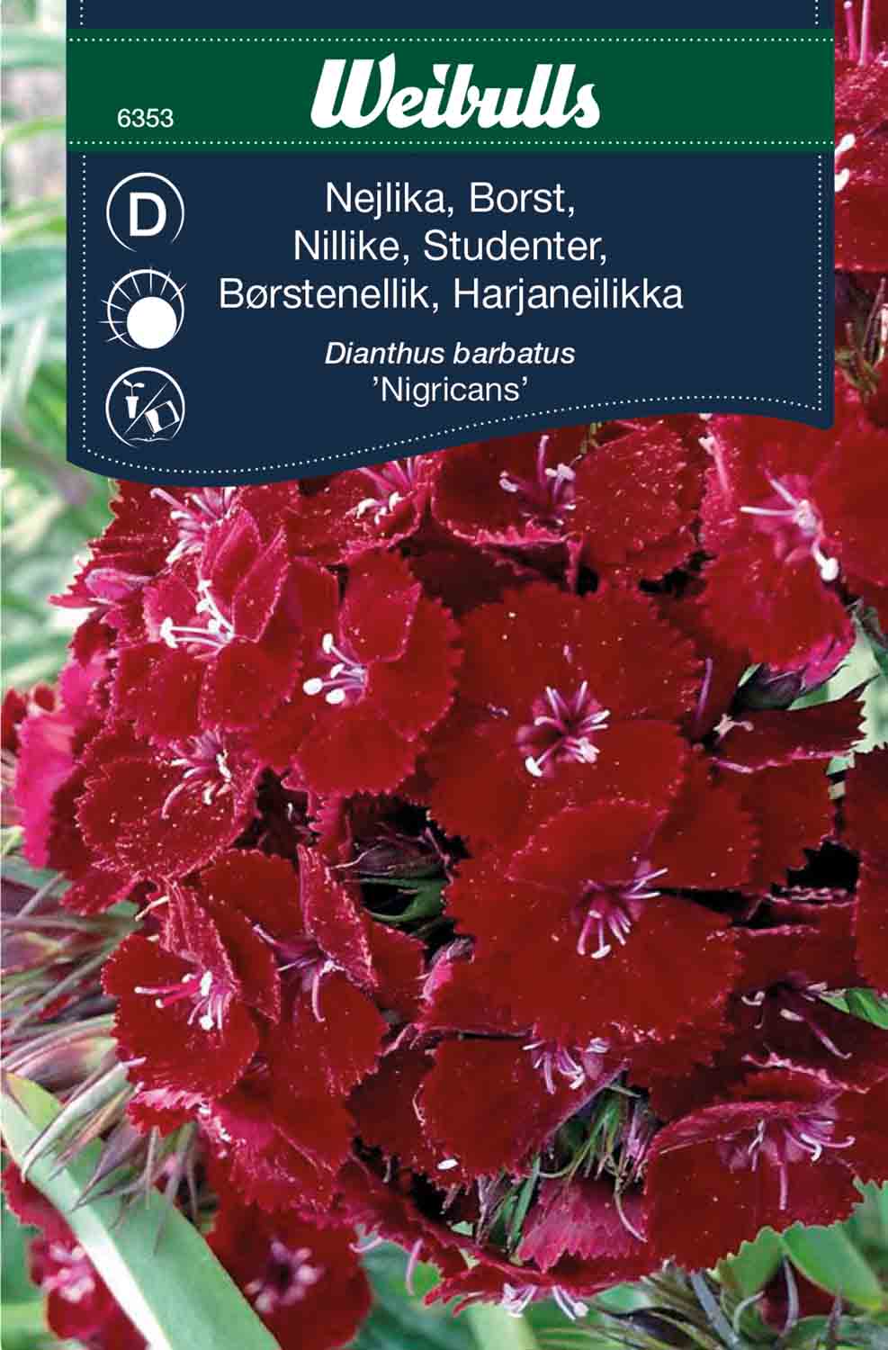 Weibulls Nejlika, borst- 'Nigricans'