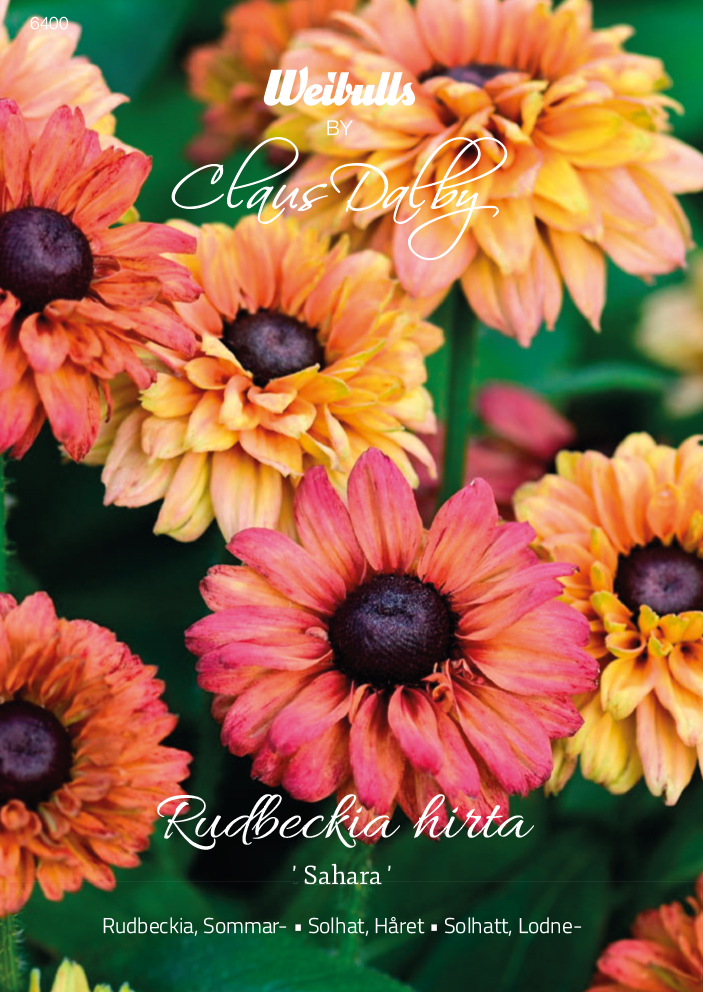 Weibulls Rudbeckia, Sommar- 'Sahara'