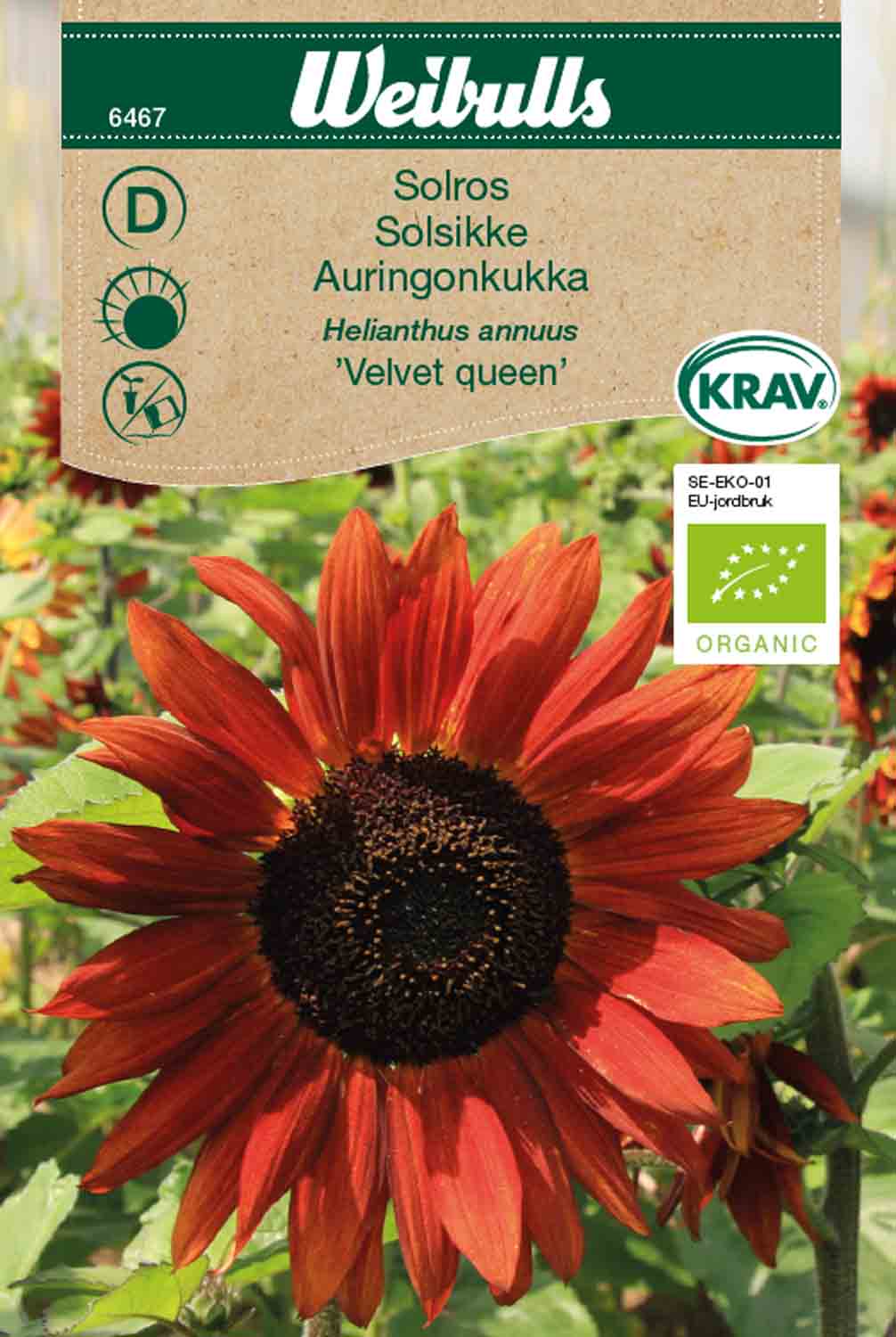 Weibulls Solros, hög KRAV 'Velvet queen'