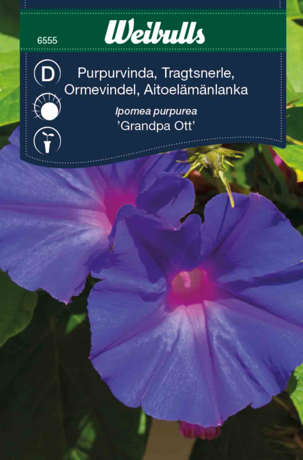 Weibulls Vinda, purpur- 'Grandpa ott'