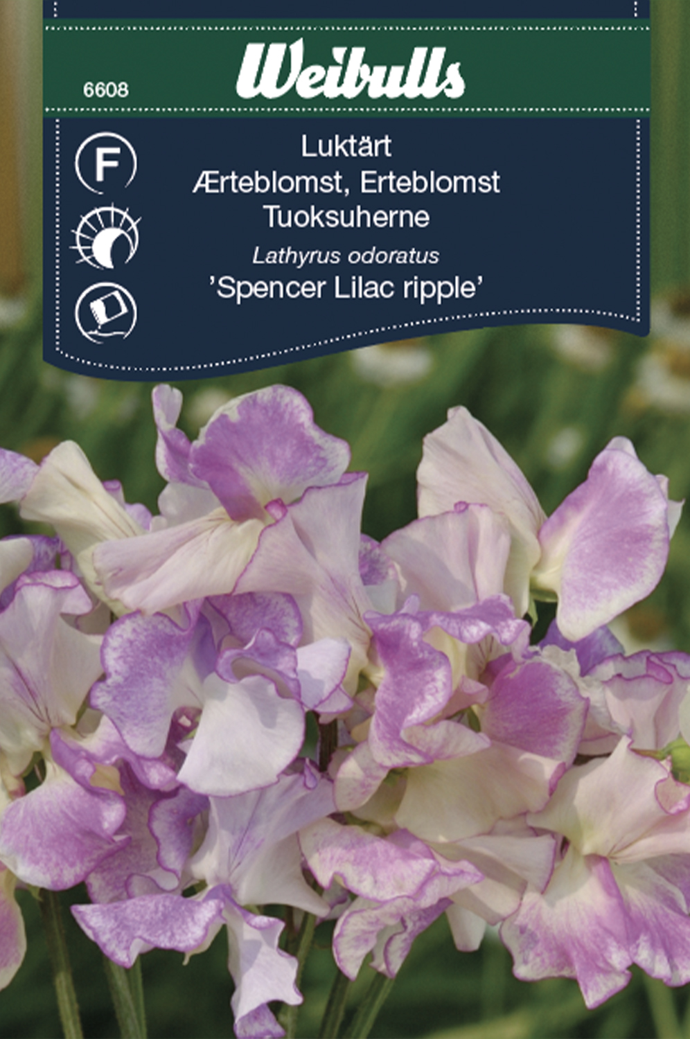 Weibulls Luktärt 'Spencer Lilac ripple'