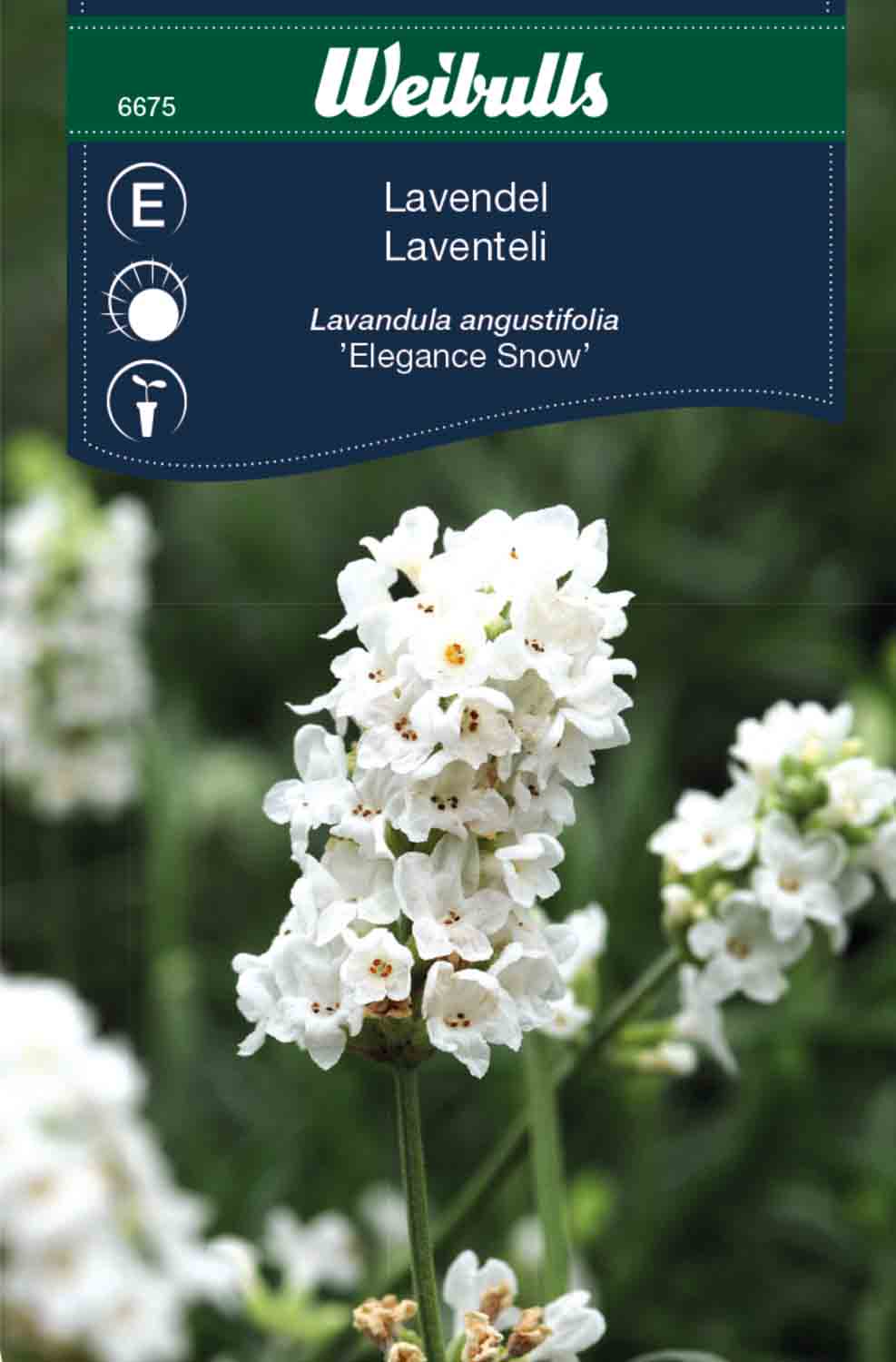 Weibulls Lavendel, vit 'Elegance Snow'