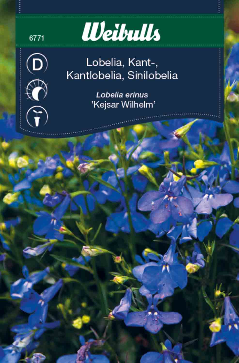 Weibulls Lobelia, kant- 'Kejsar Wilhelm'