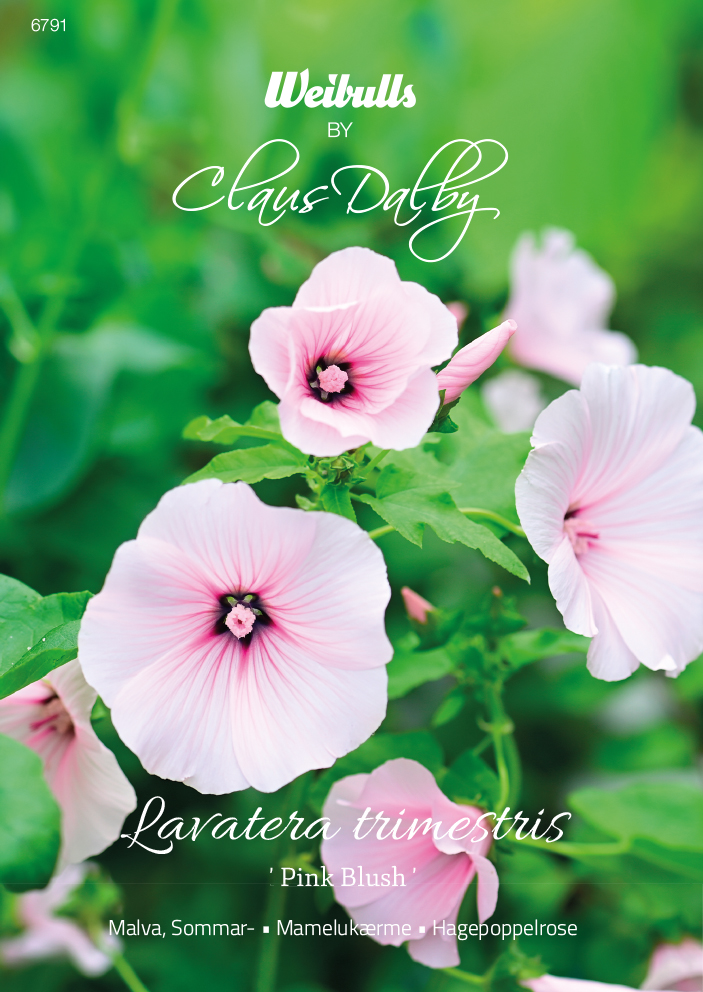 Weibulls Malva, Sommar- 'Pink Blush'