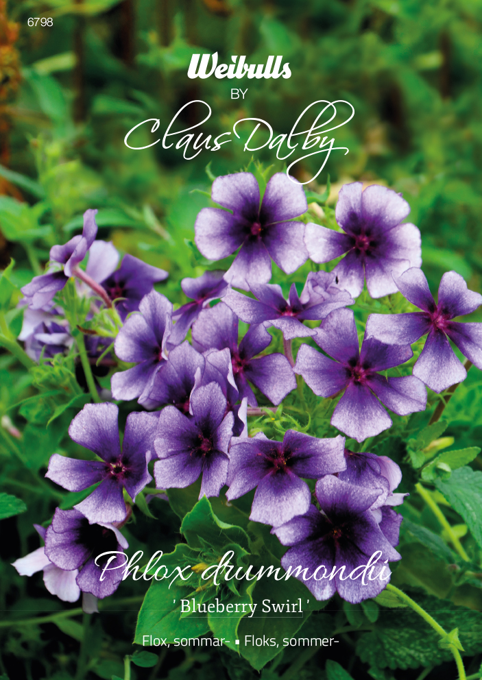 Weibulls Flox, sommar- 'Blueberry Swirl'