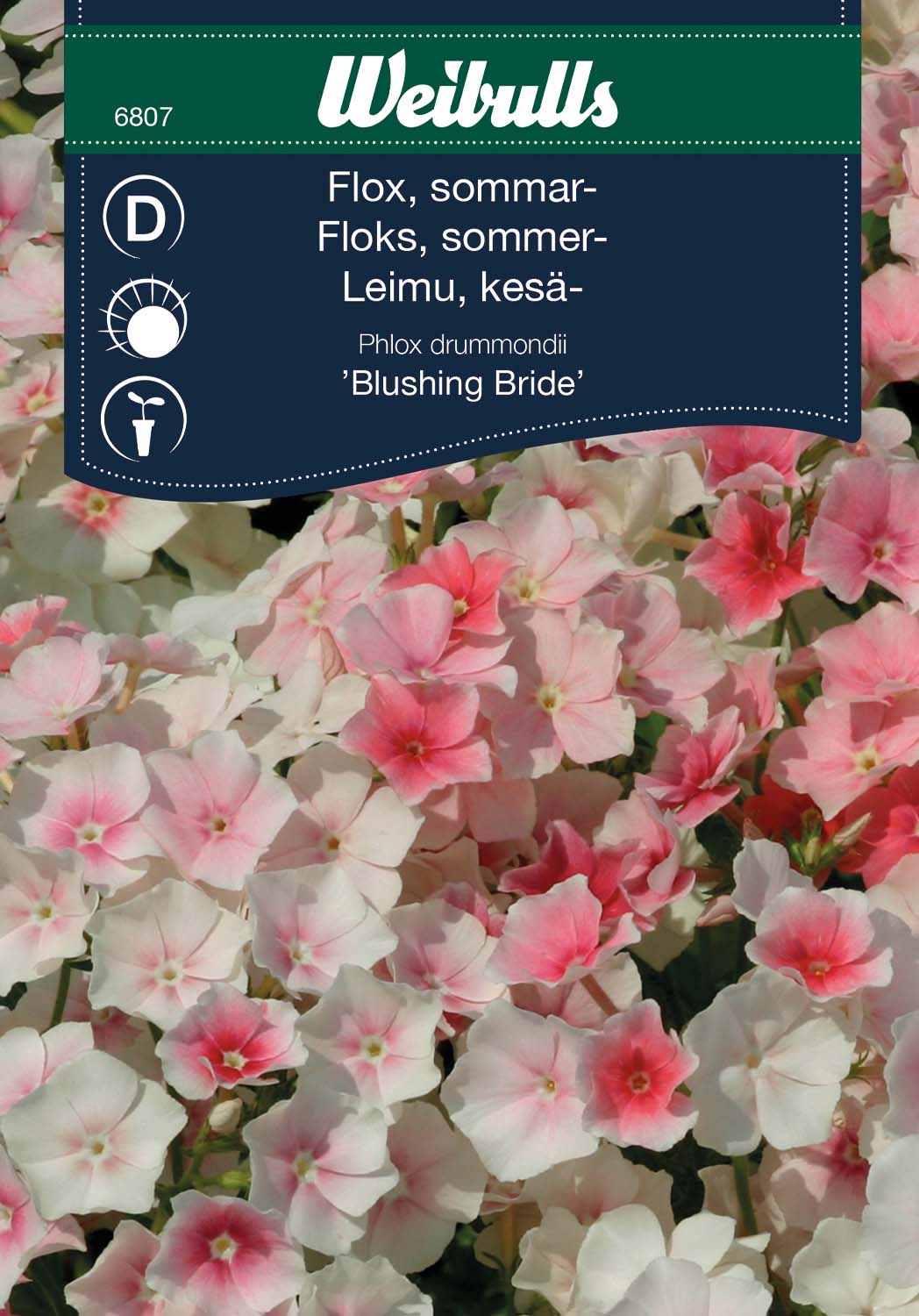 Weibulls Flox, sommar- 'Blushing Bride'