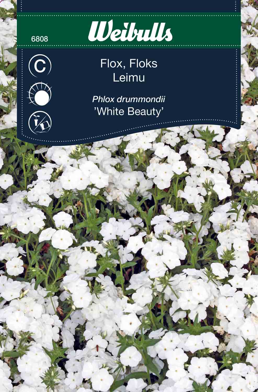 Weibulls Flox 'White Beauty'