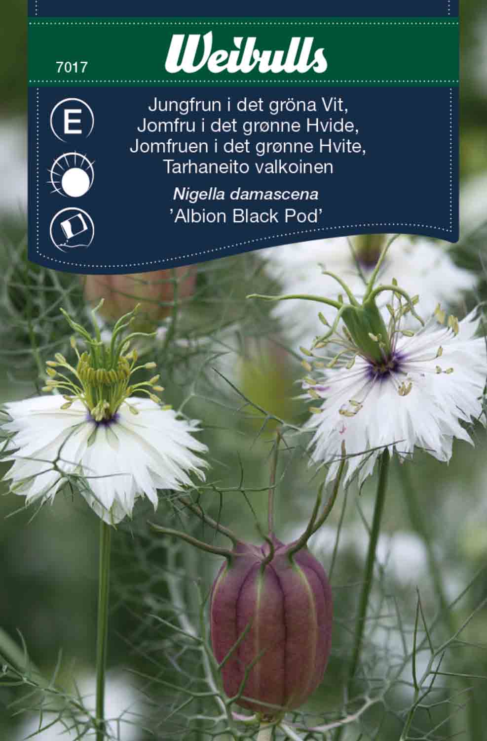 Weibulls Jungfrun i det gröna Vit 'Albion black pod'