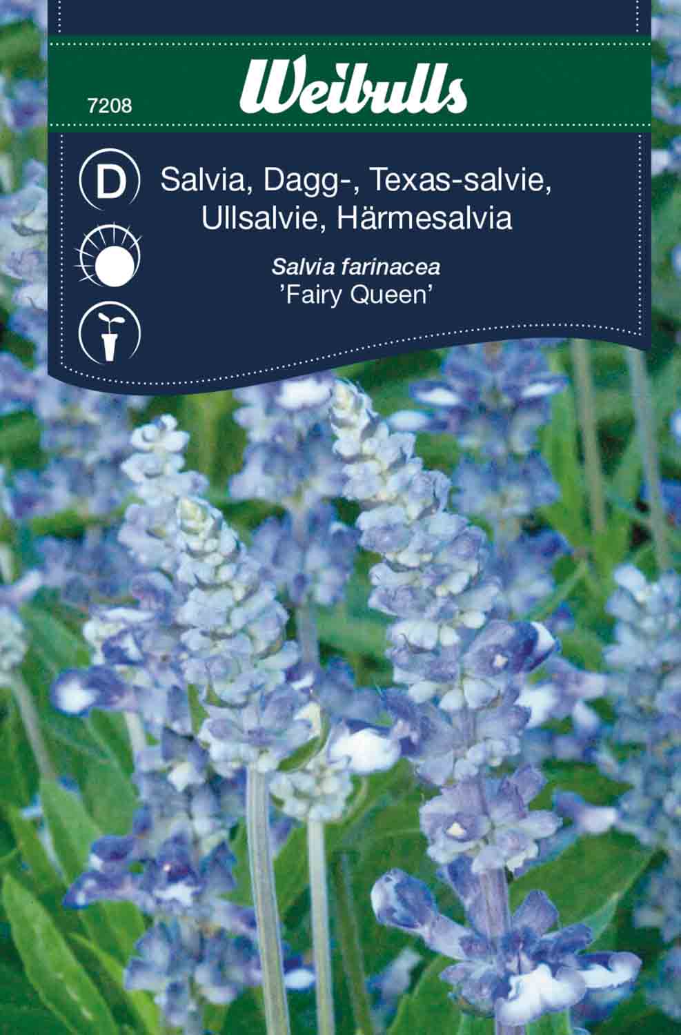 Weibulls Salvia, dagg- 'Fairy Queen'