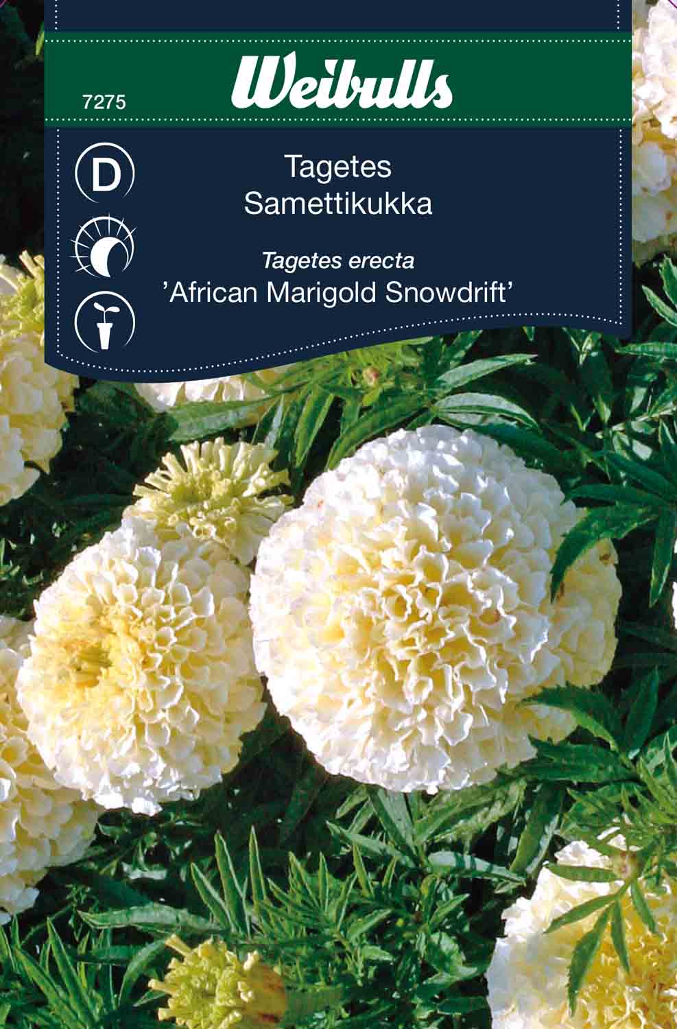 Weibulls Tagetes 'Snowdrift'