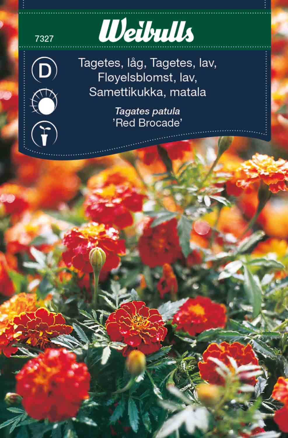 Weibulls Tagetes, låg 'Red Brocade'