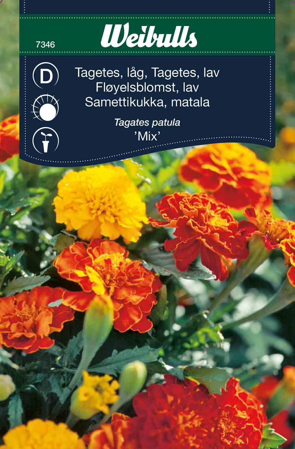 Weibulls Tagetes, låg 'Mix'