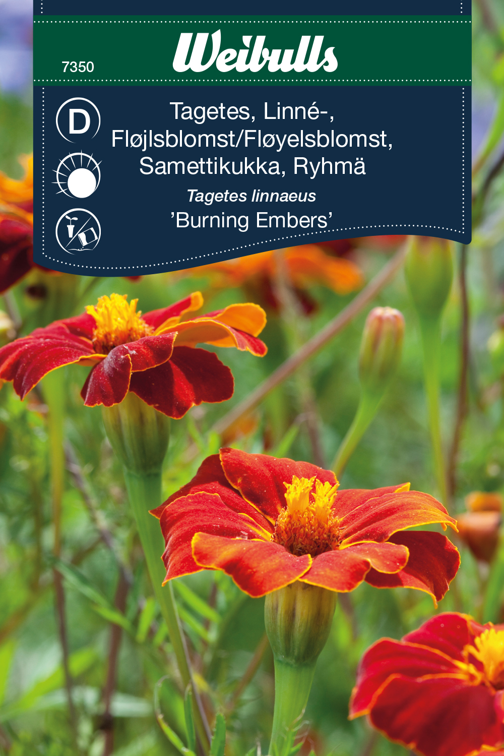 Weibulls Tagetes, Linné- 'Burning Embers'