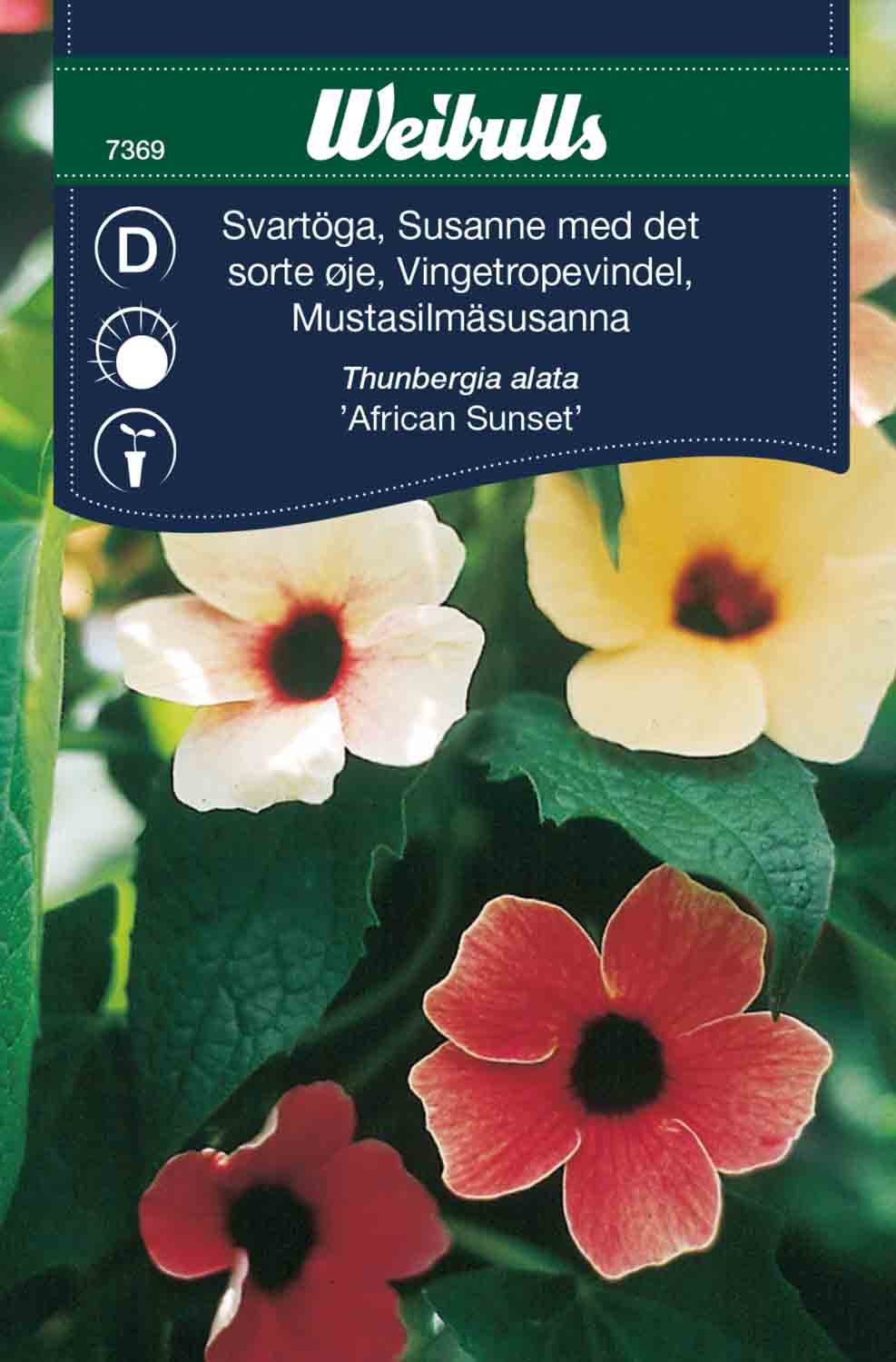 Weibulls Svartöga 'African Sunset'