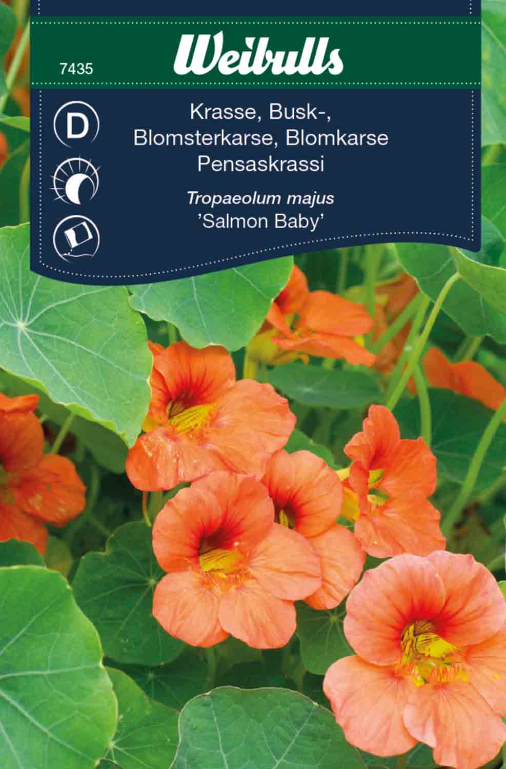 Weibulls Krasse, busk- 'Salmon Baby'