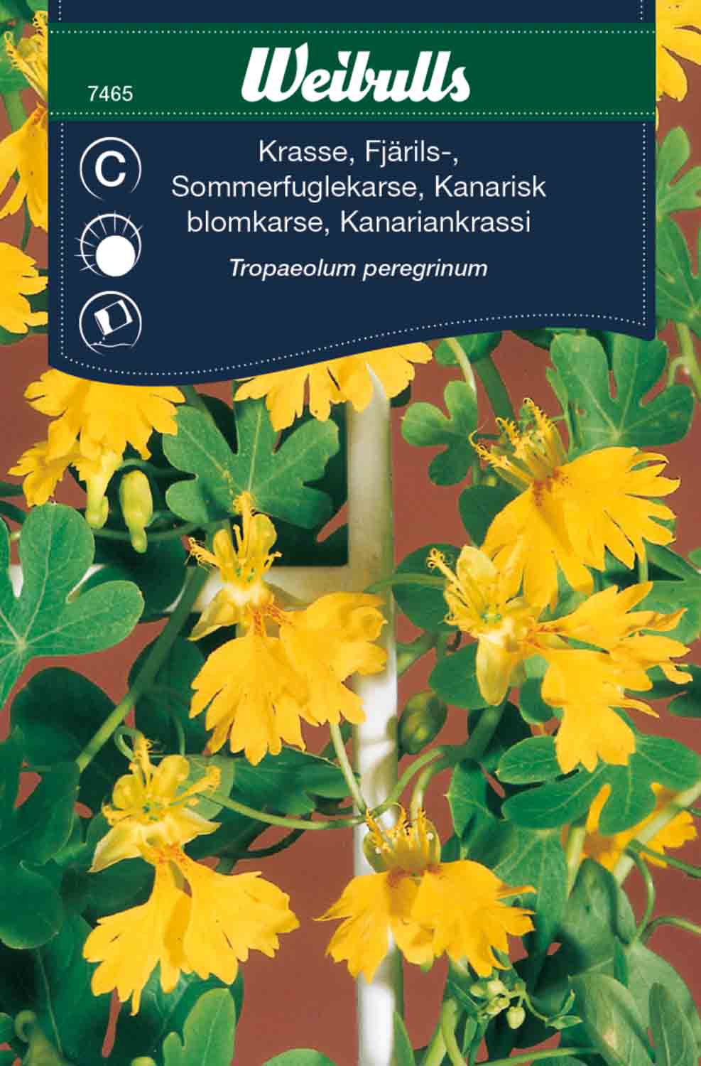 Weibulls Krasse, fjärils-