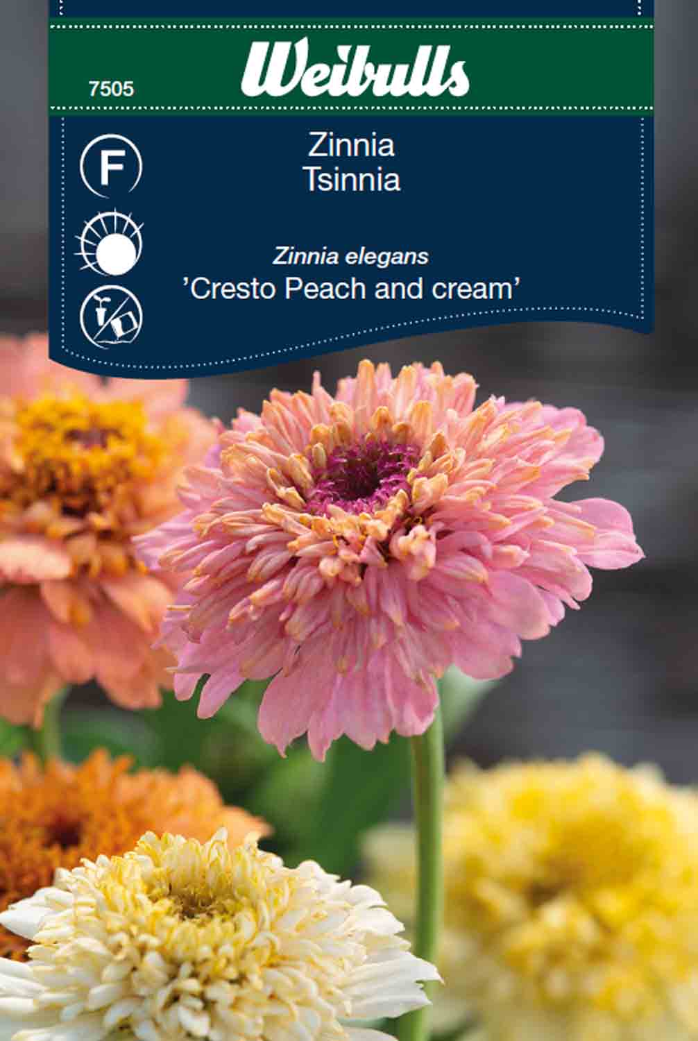 Weibulls Zinnia 'Cresto Peach and cream'