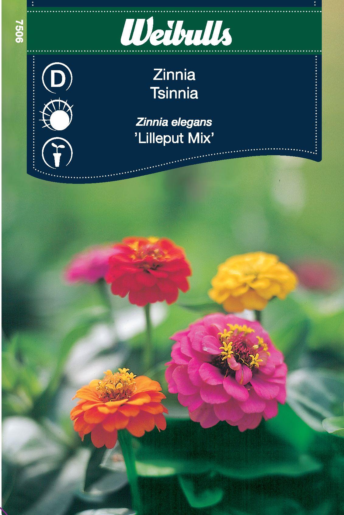 Weibulls Zinnia Lilleput mix