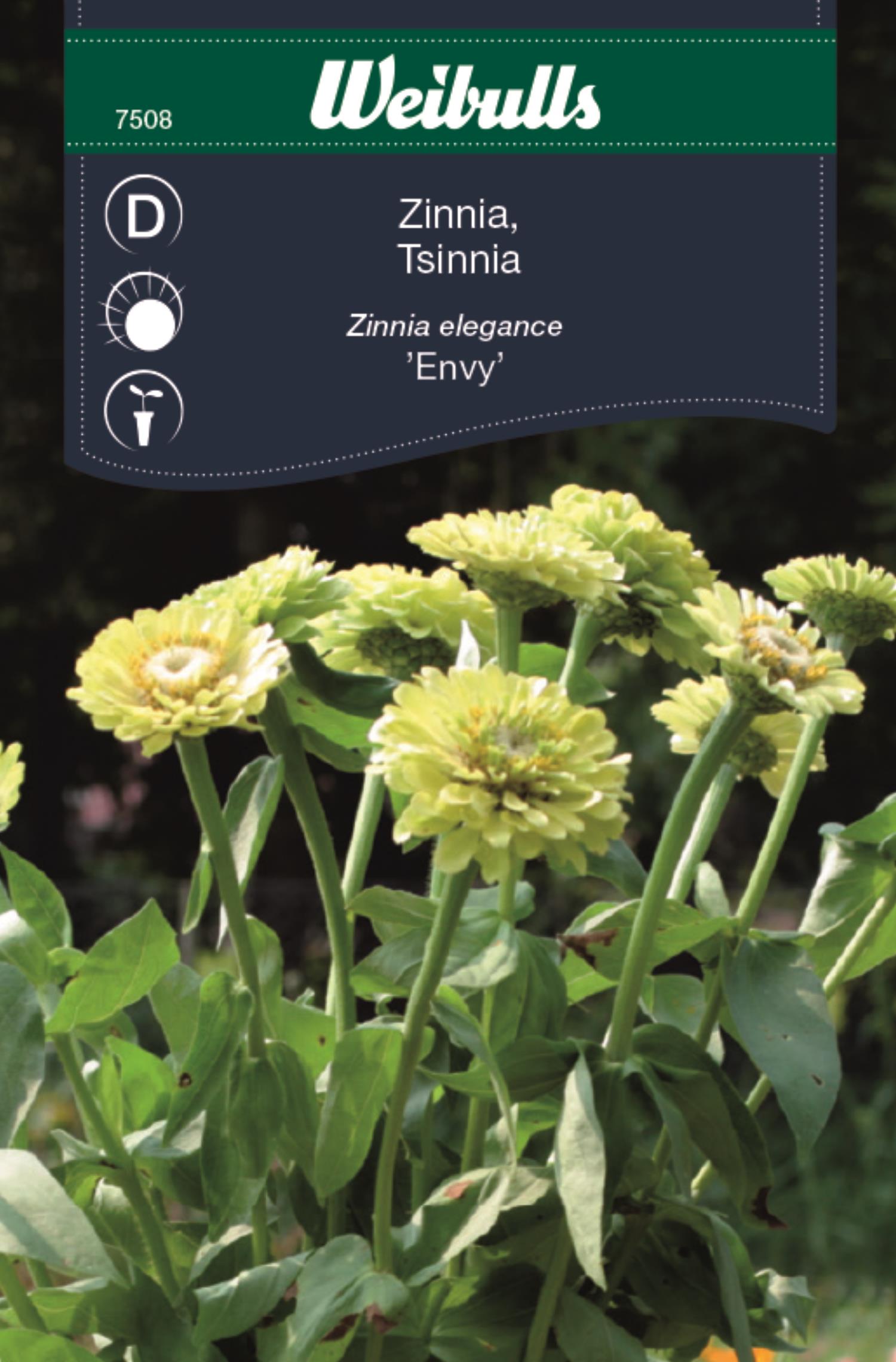 Weibulls Zinnia elegance envy