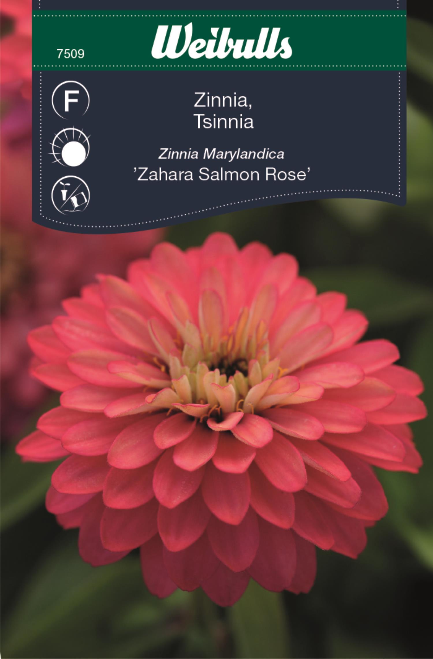 Weibulls Zinnia Sahara Salmon rose Zinnia Marylandica