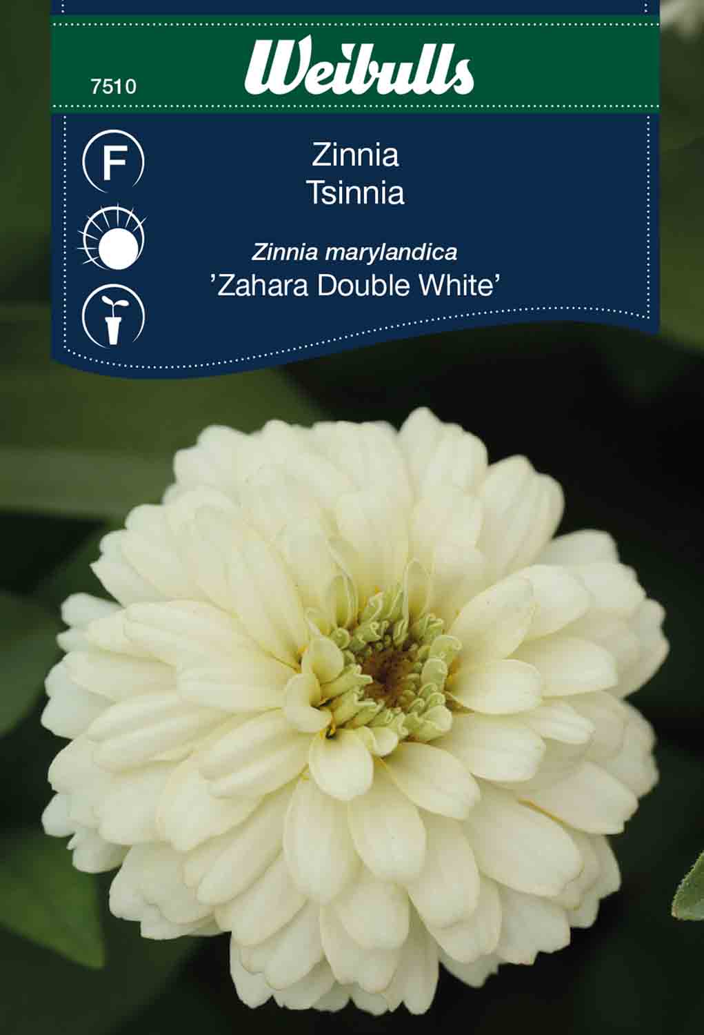 Weibulls Zinnia 'Zahara Double White'