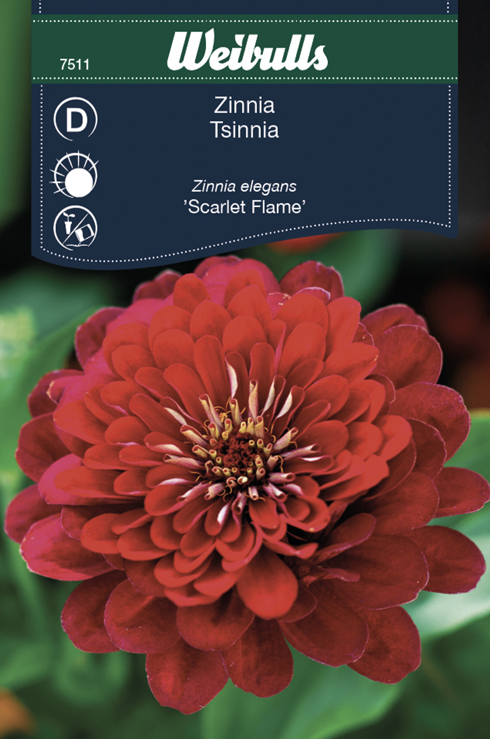 Weibulls Zinnia 'Scarlet Flame'