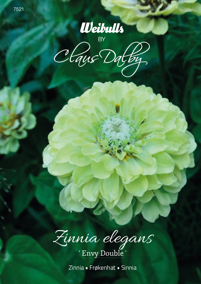 Weibulls Zinnia 'Envy Double'