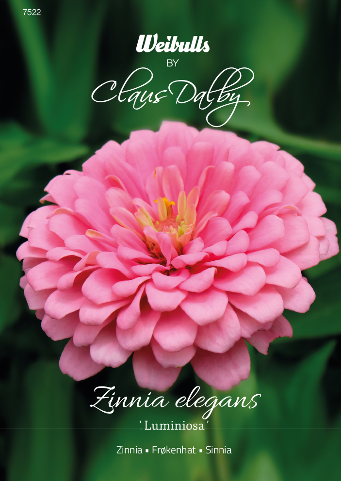 Weibulls Zinnia 'Luminosa'