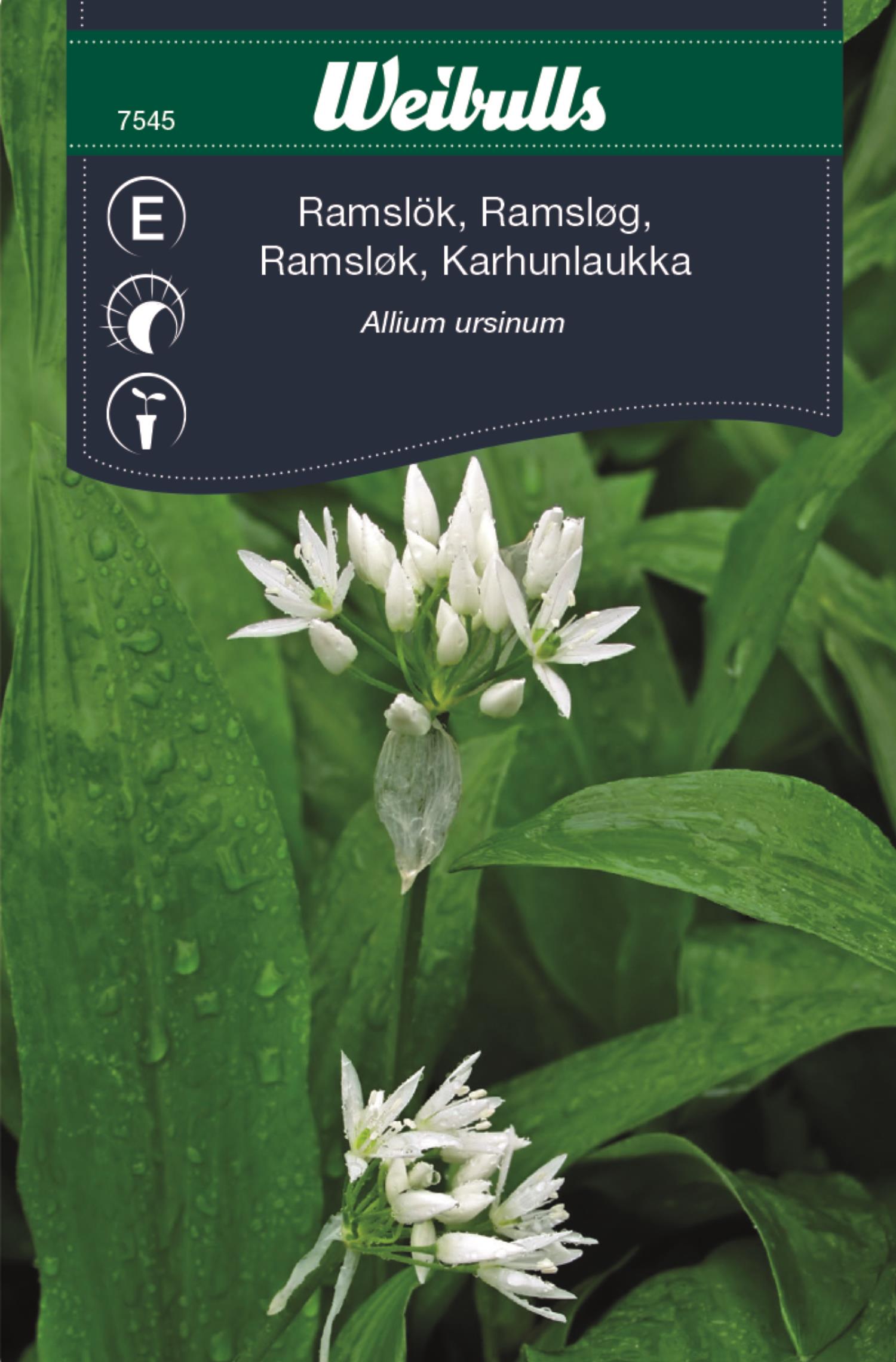 Weibulls Lök, ramslök Allium ursinum