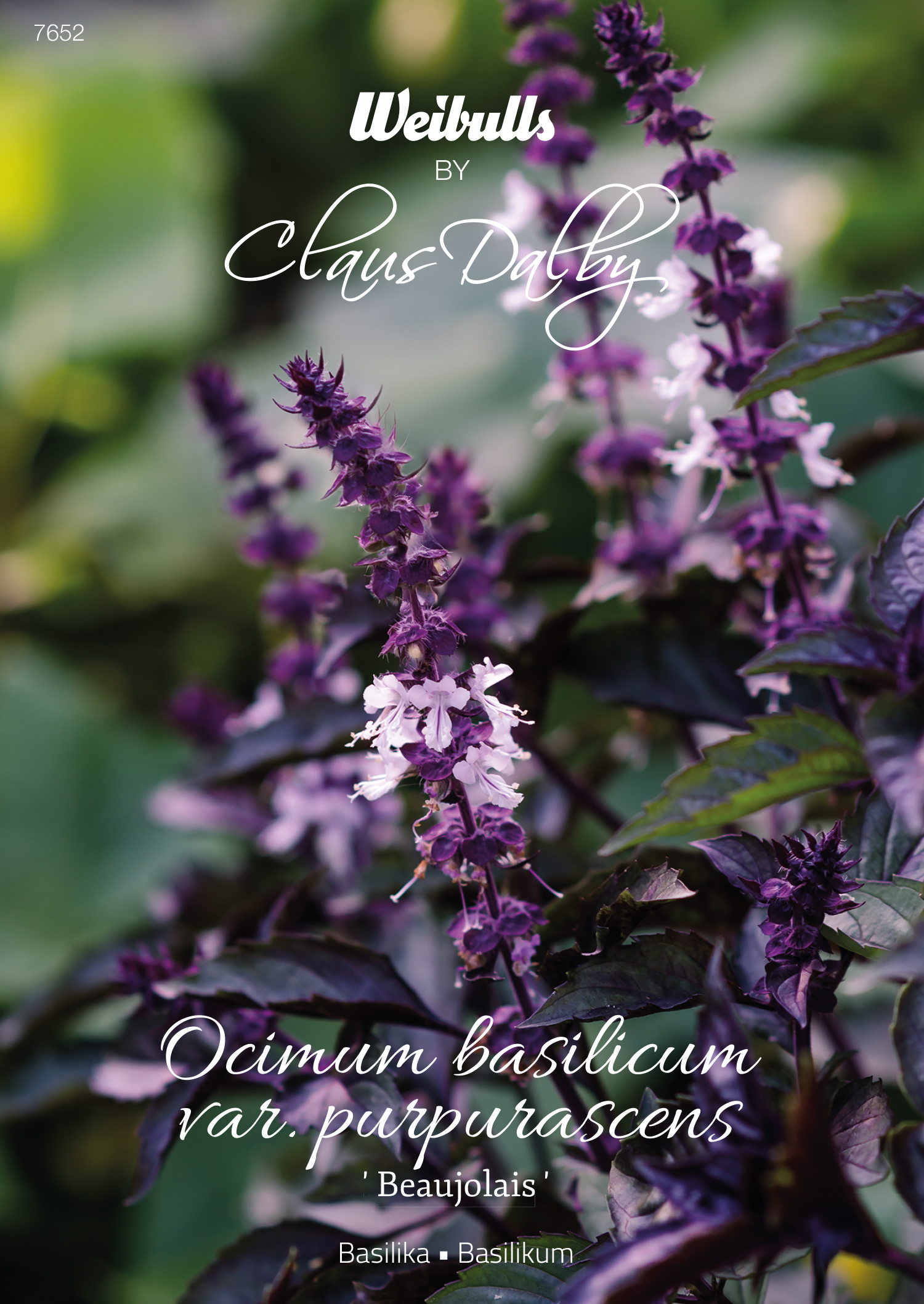 Weibulls Basilika 'Beaujolais'
