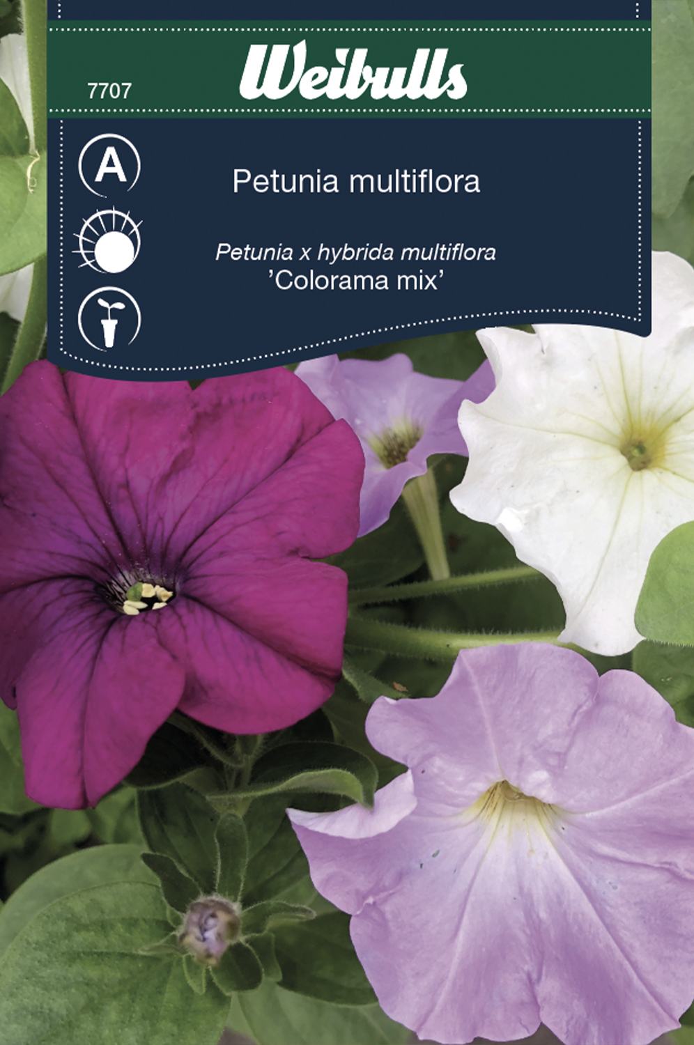 Weibulls Petunia 'Colorama mix'