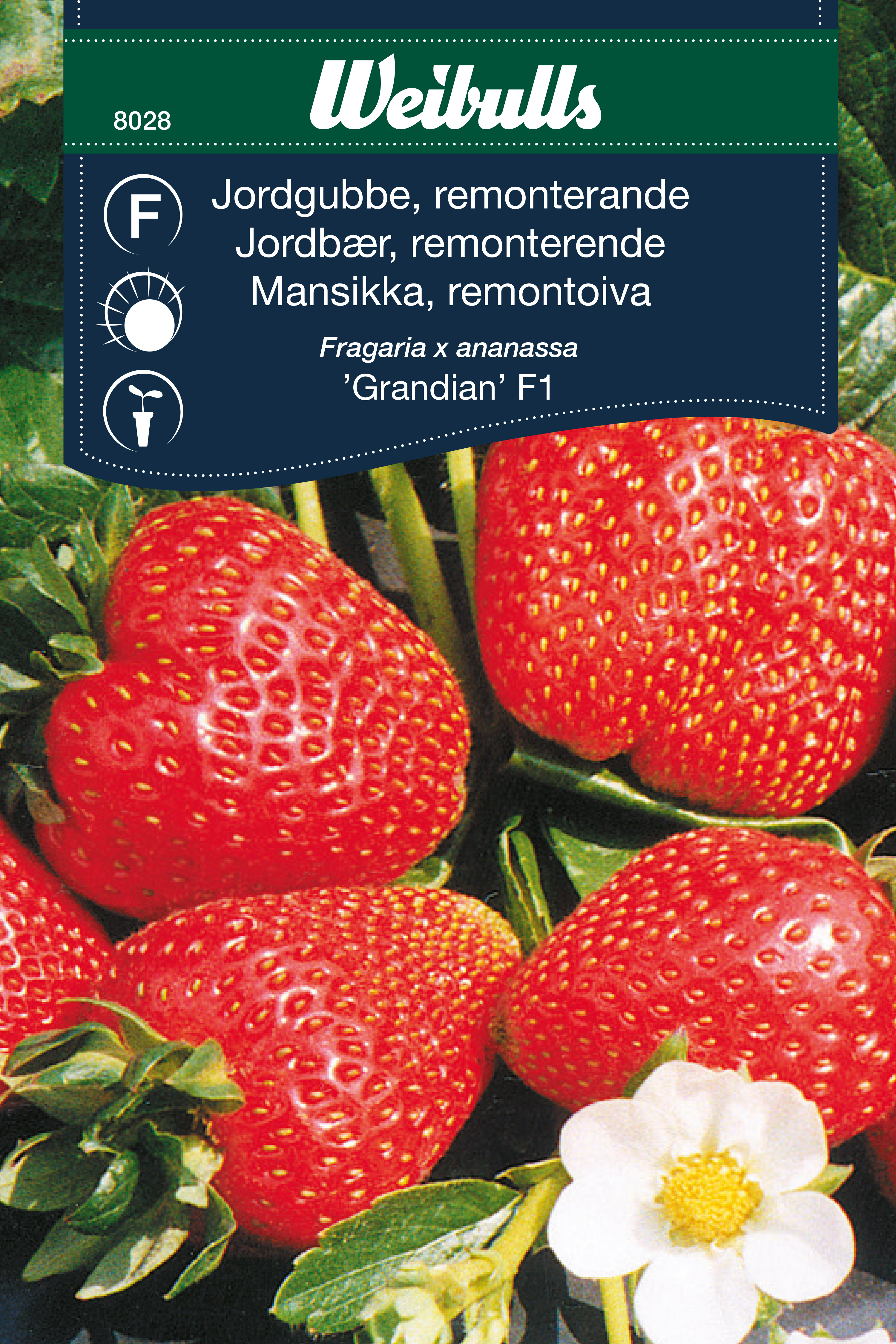 Weibulls Jordgubbe 'Grandian' F1